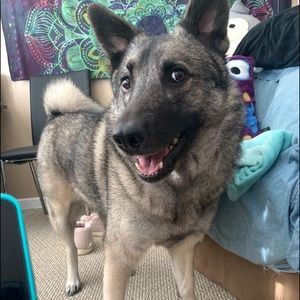 Meet your Posher, Lacey